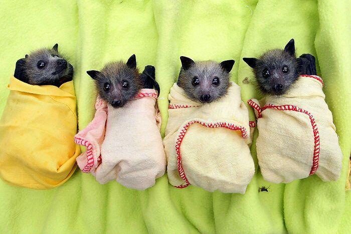<p>11. When orphaned baby bats...