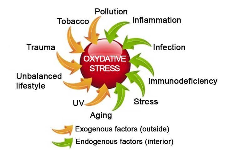 What causes oxidative stress?