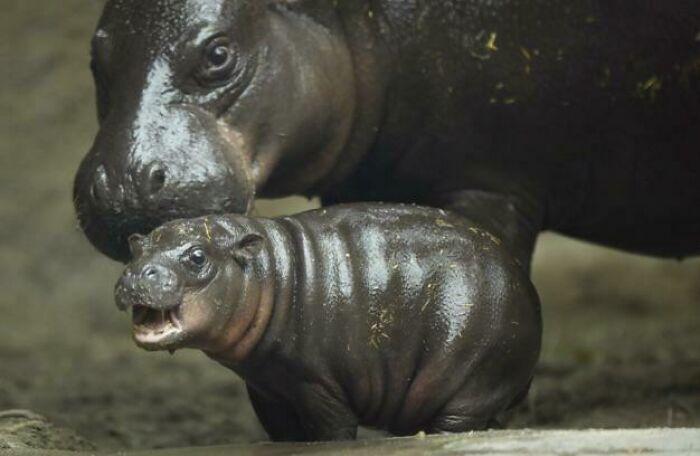 <p>7. Pygmy hippos are super e...