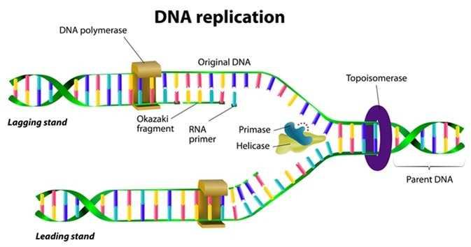 DNA Replication Process