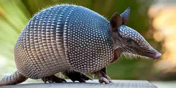 How long can an armadillo hold its breath?