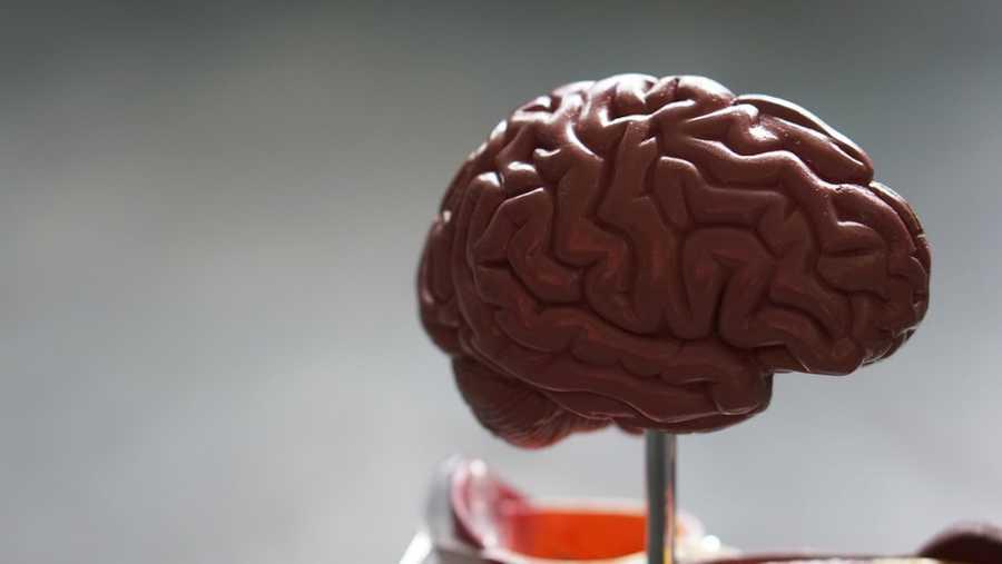 5 TRUE FACTS ABOUT HUMAN BRAIN.