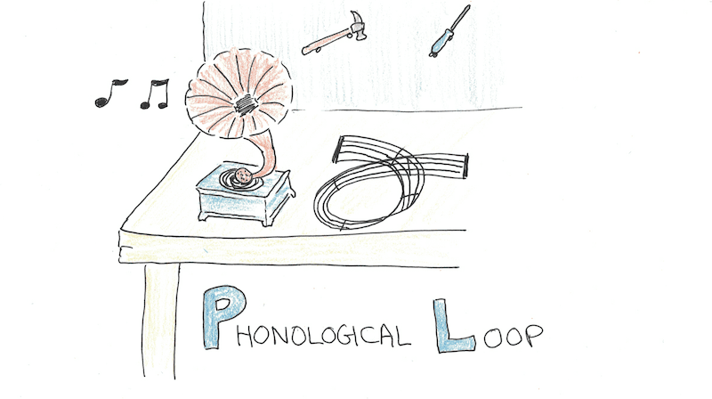 The phonological loop stores sound