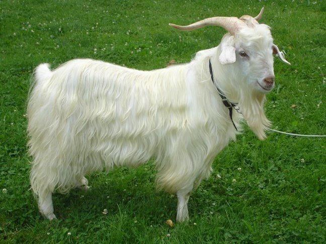 Liaoning Cashmere Goat