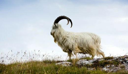 Hexi Cashmere Goat