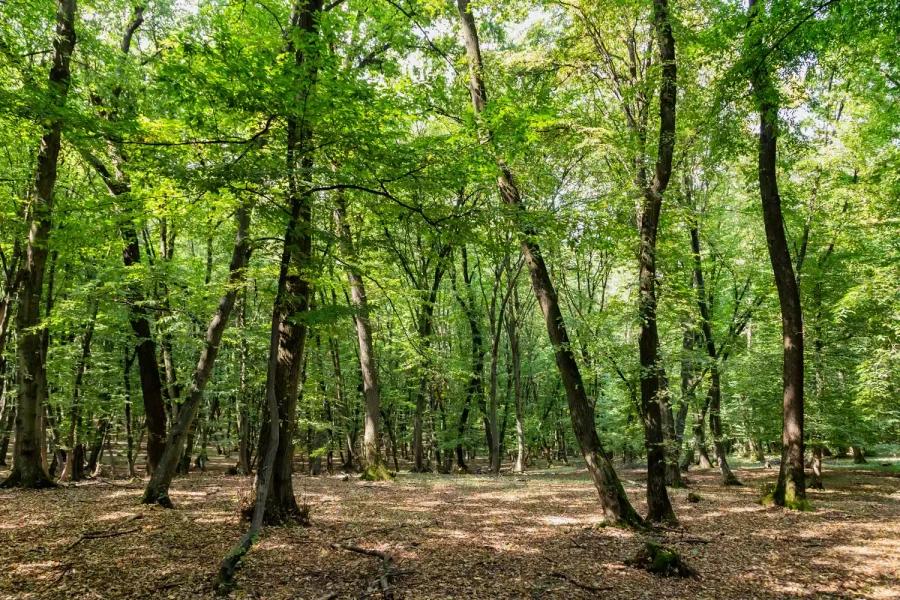 Hoia Baciu Forest, Cluj-Napoca, Romania