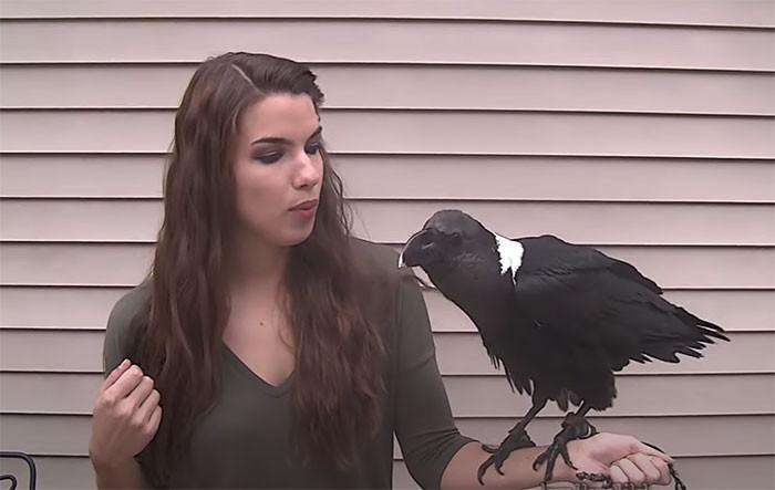 <p>27. Ravens can imitate huma...
