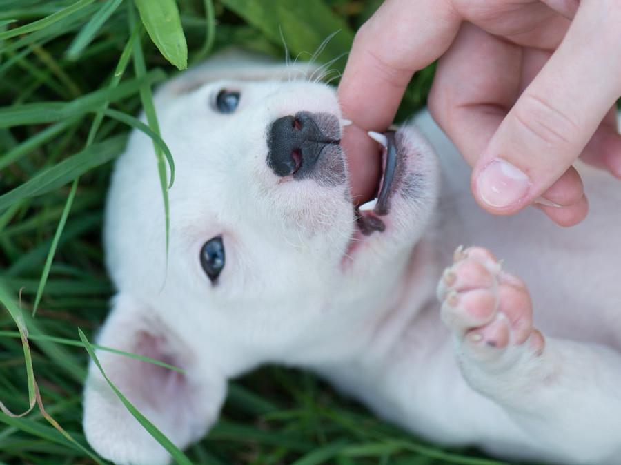 Do dogs have baby teeth like humans?