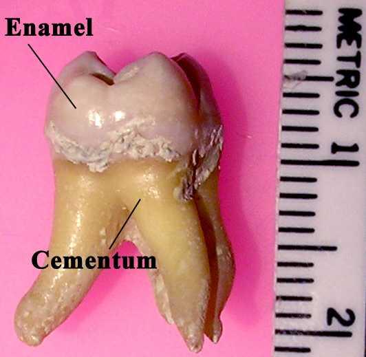 Tooth enamel