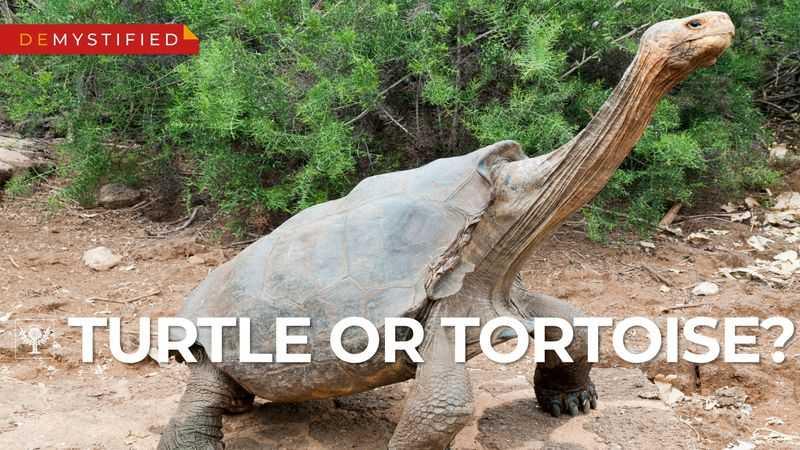 Turtle vs Tortoise