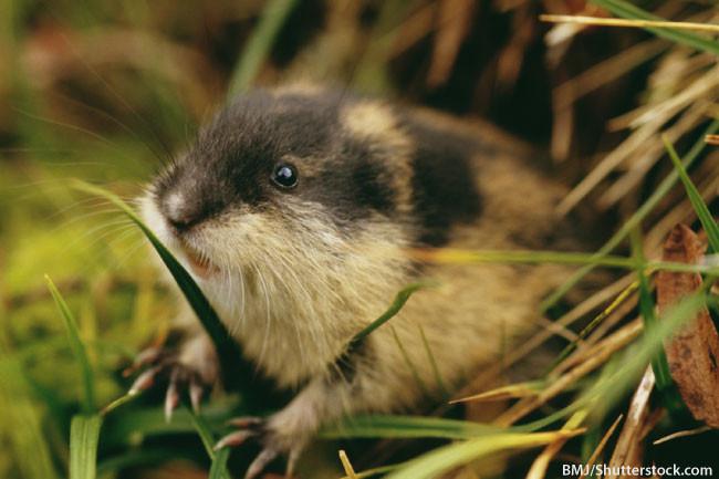 How big are lemmings?