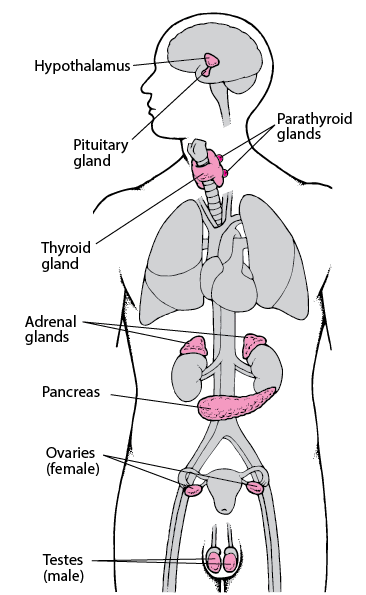 Glands and hormones