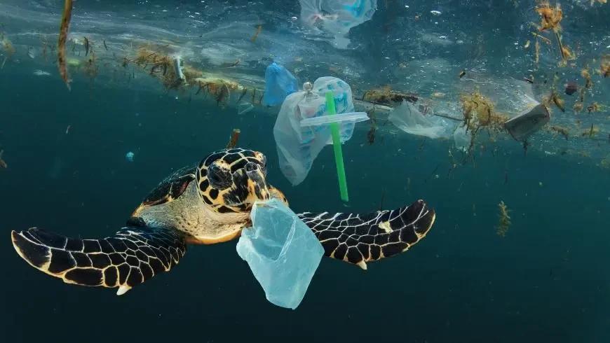 Saying NO to single-use plastic