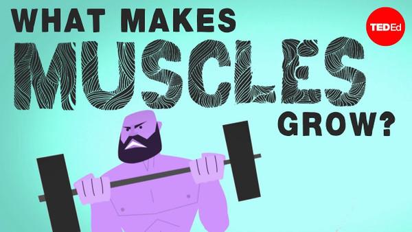 What makes muscles grow? - Jeffrey Siegel