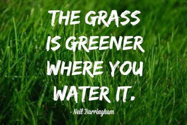 <i>“The grass is greener where...