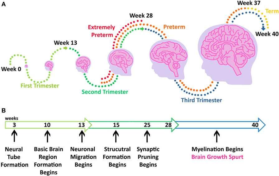 Neurogenesis and Neuronal Development