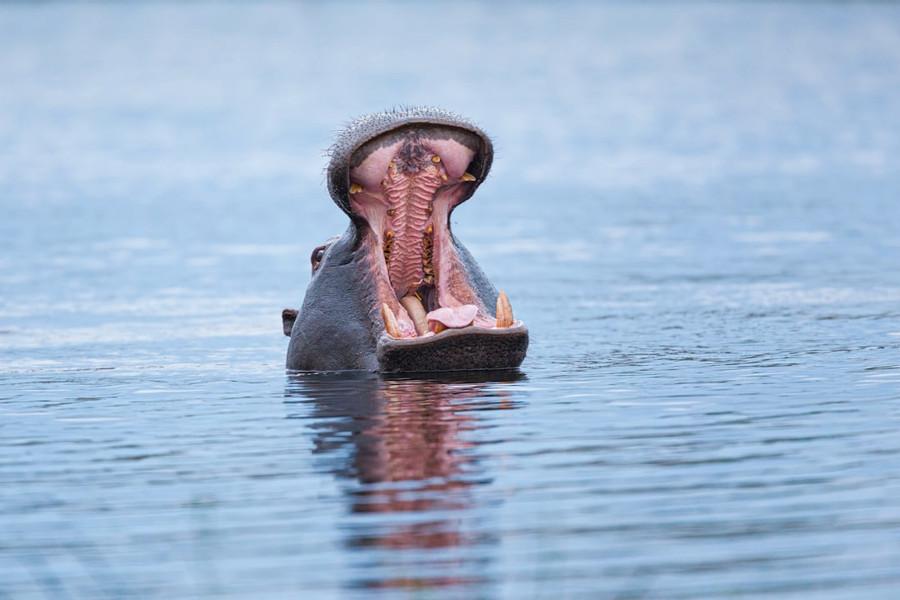 Hippo Diplomacy