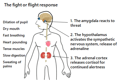 Why the fight or flight response is important