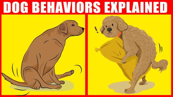The Meaning Behind 21 Strangest Dog Behaviors | Jaw-Dropping Facts about Dogs