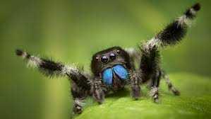Coping with Arachnophobia
