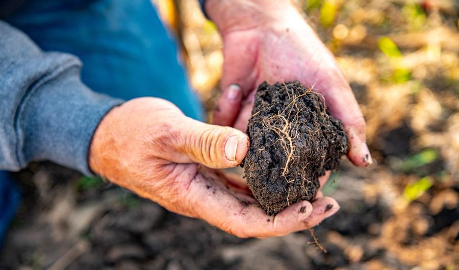 How Can Soil Revitalization Help the Environment?