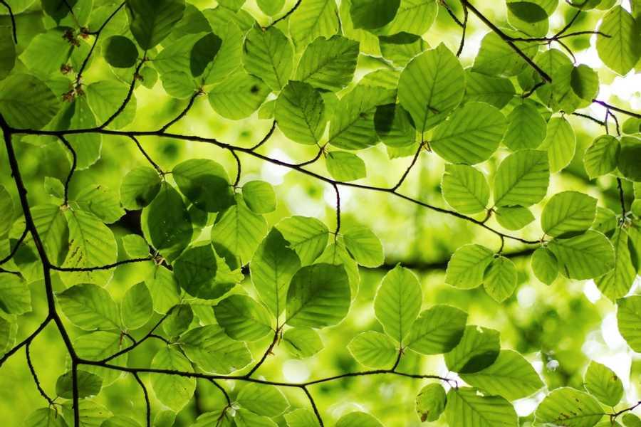 Green:The Universal Colour of Healing