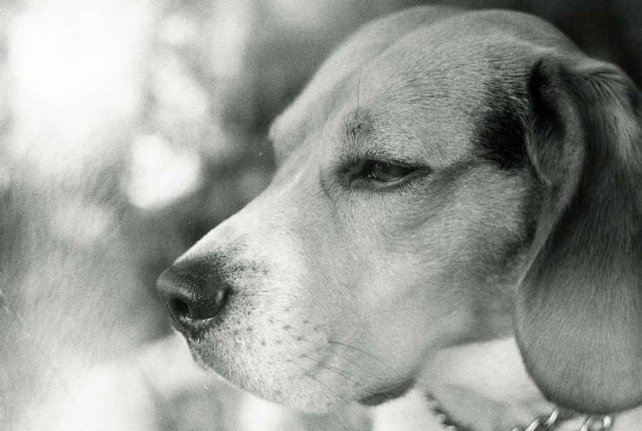 Unpredictable Traits of Border Collie Beagle Mix 