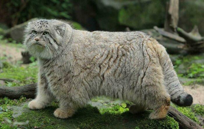<p>16. The Manul Cat from Cent...
