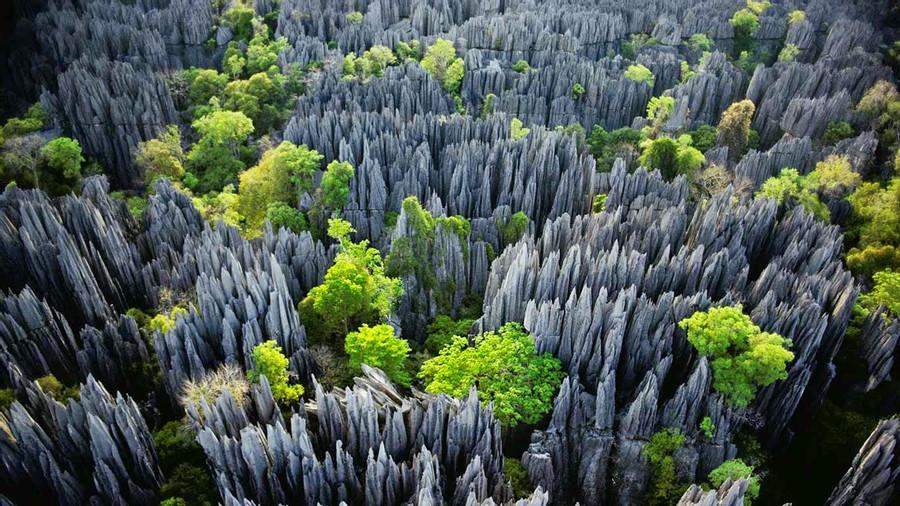 Stone Forest - Madagascar