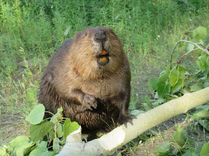 <p>38. Beavers Have Orange Bec...