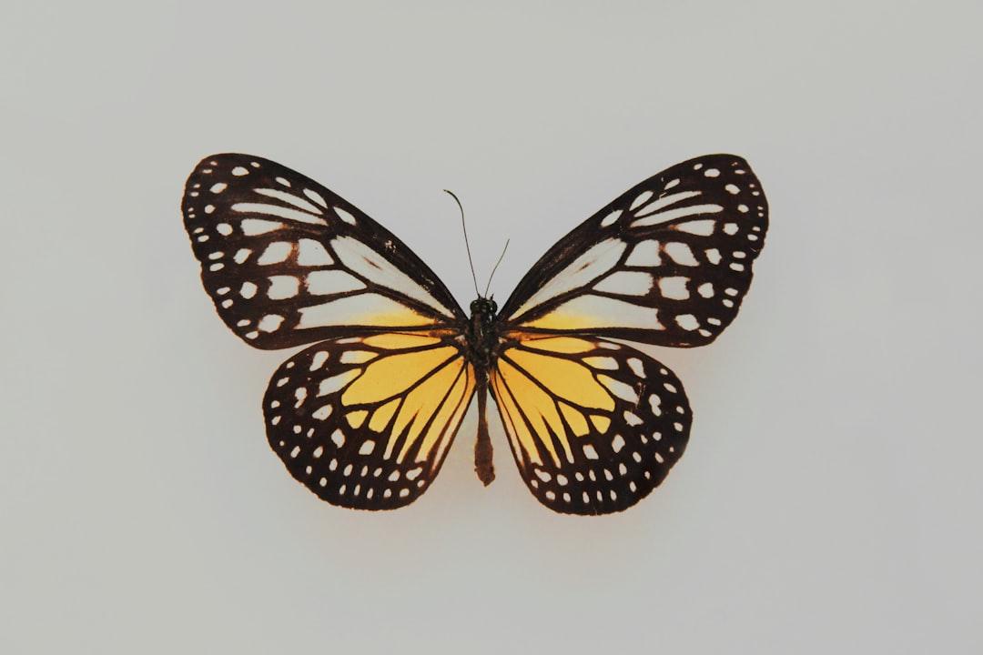 #2 How The Butterfly Effect Can Change Everything